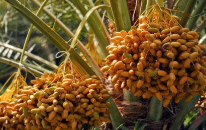 La datte dans le désert marocain