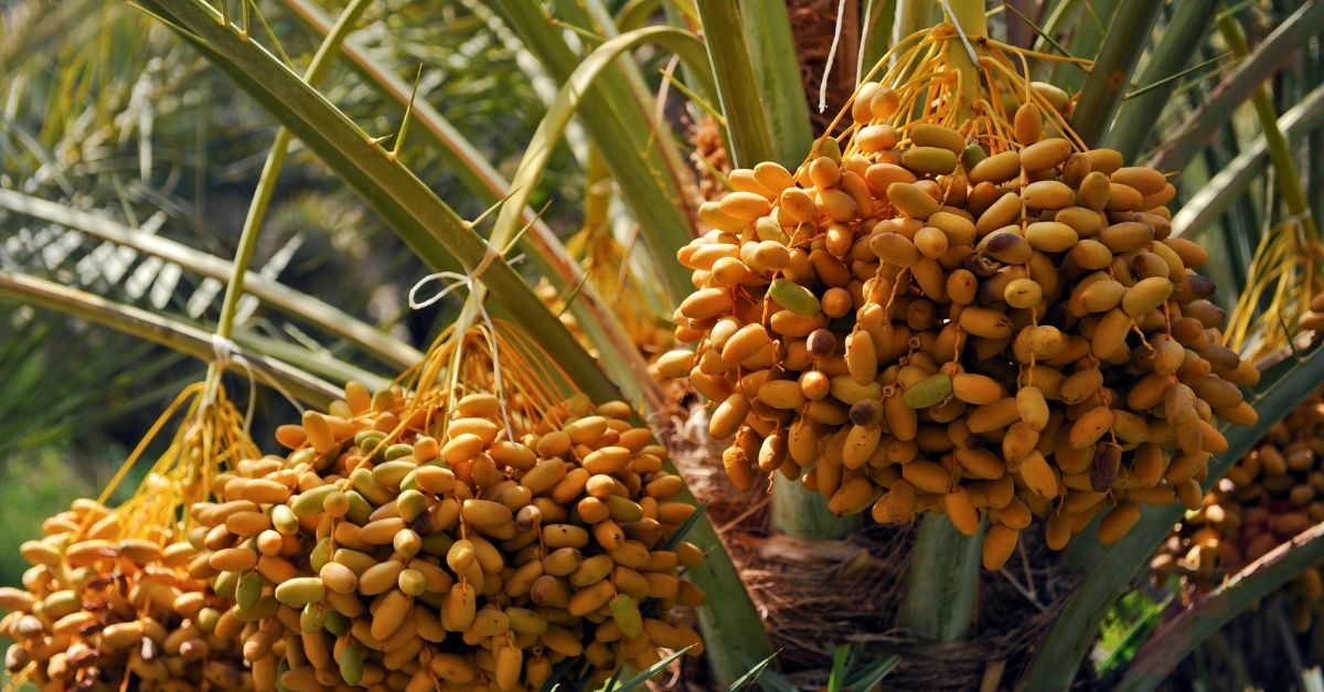 La datte dans le désert marocain