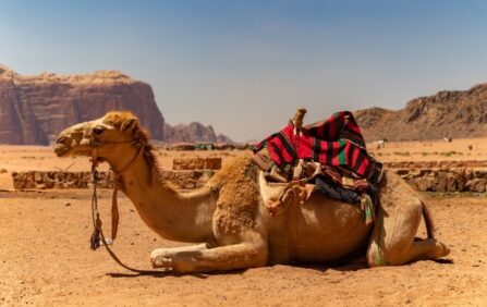 Le dromadaire du désert marocain