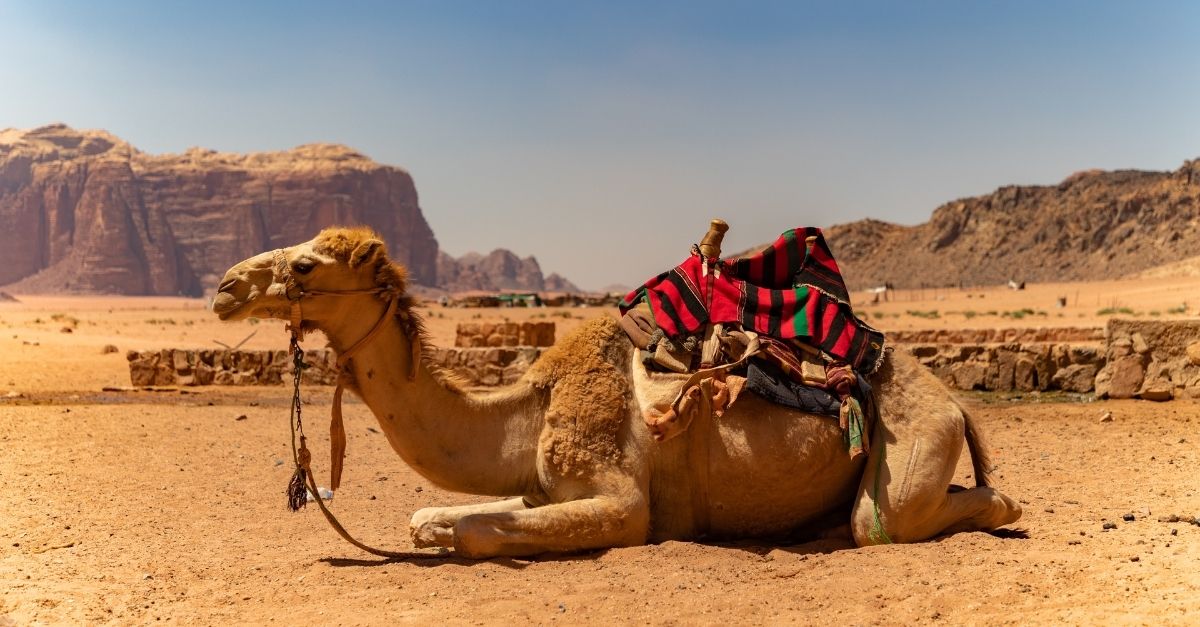 Le dromadaire du désert marocain