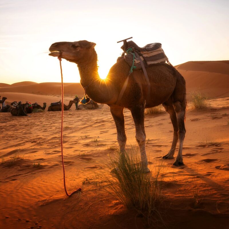 Trek dans le désert du Sahara au Maroc