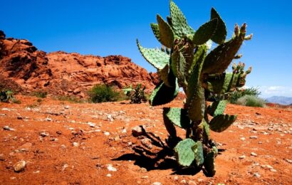 Les plantes du désert au Maroc