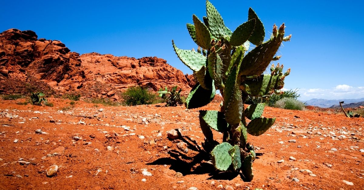 Les plantes du désert au Maroc